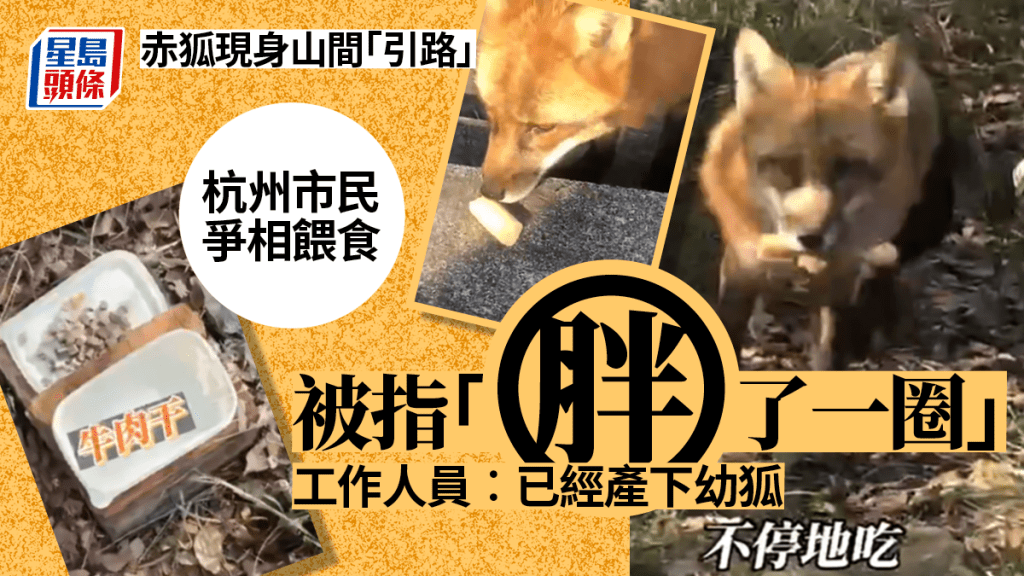 杭州白岩山現赤狐蹤影,官方籲市民勿過度干擾。