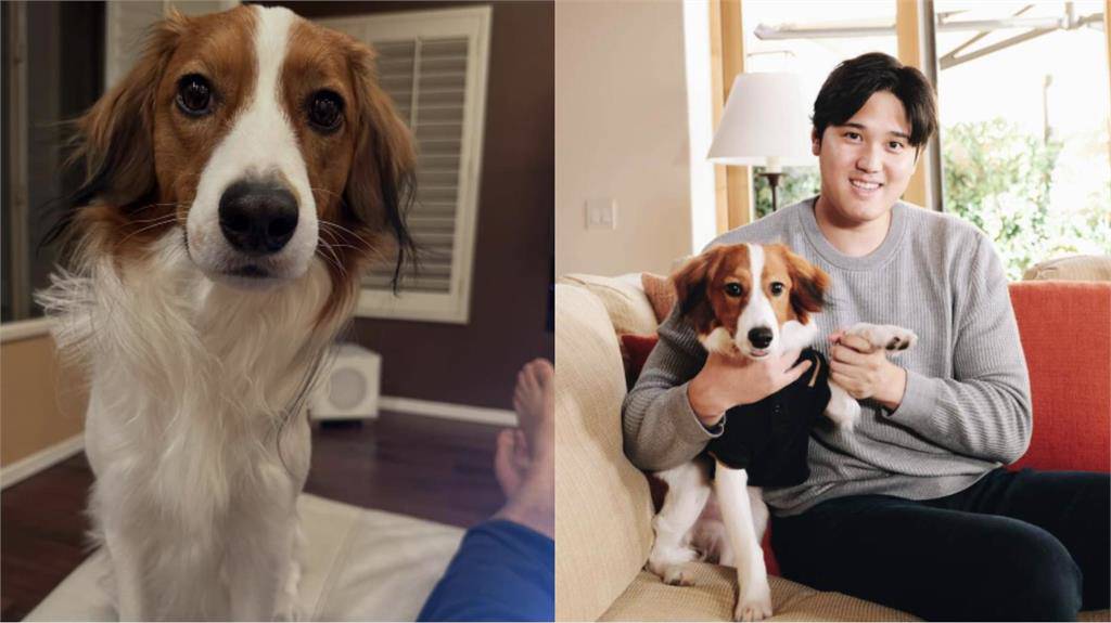 大谷與愛犬感情深厚。大谷翔平IG