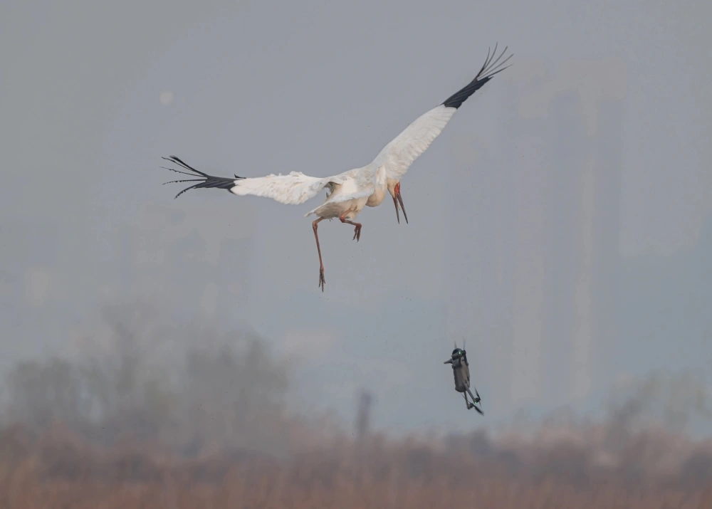 白鶴杭州南湖過冬被滋擾,鶴爸護幼大戰無人機。 白鶴杭州南湖過冬被滋擾,鶴爸護幼大戰無人機。