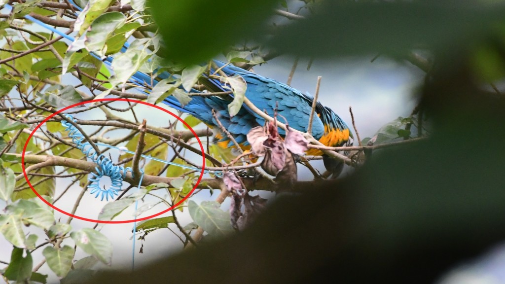金剛鸚鵡因腳綁有伸縮繩（紅圈示）纏住樹枝被困大樹上待救。梁國峰攝