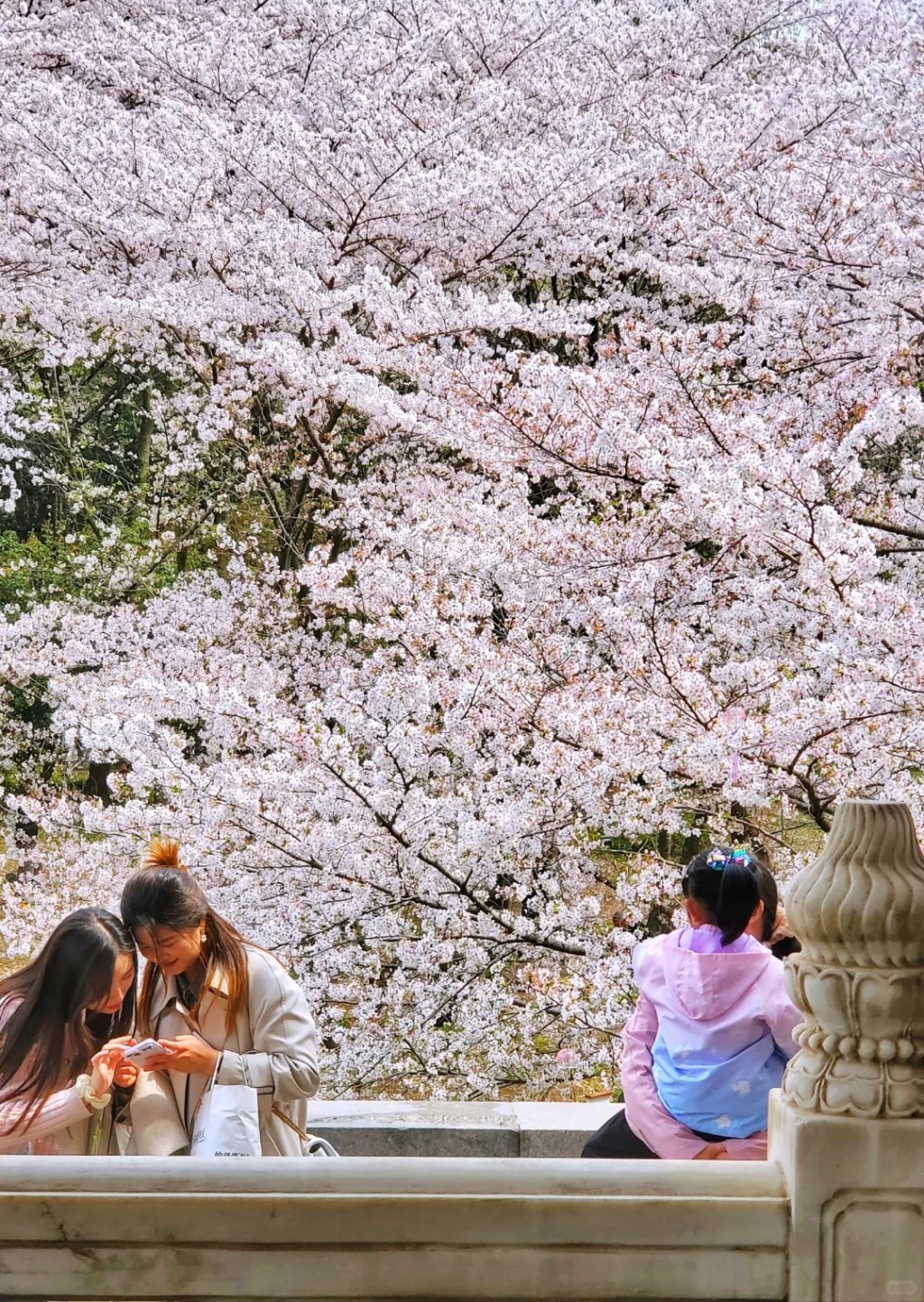 江苏无锡鼋头渚的樱花吸引大量游客。小红书
