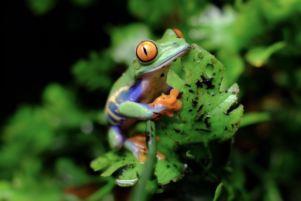 萌寵奇兵同樂日，活動包括萌寵奇兵生態展、萌寵奇兵同樂日等。