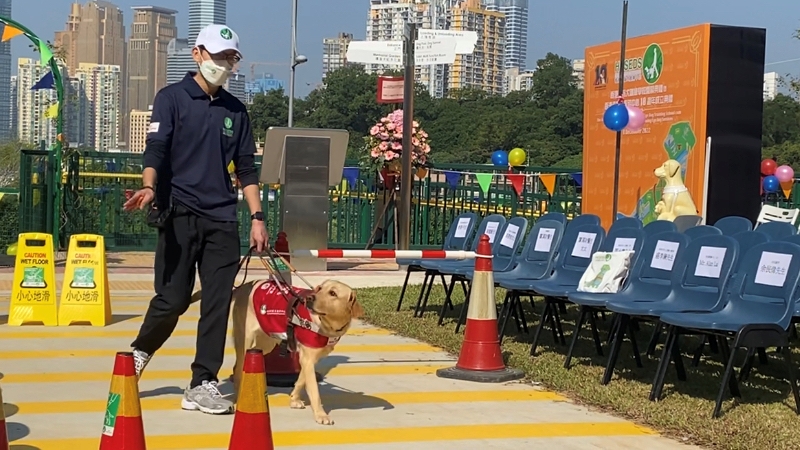 導盲犬示範協助視障人士過馬路。