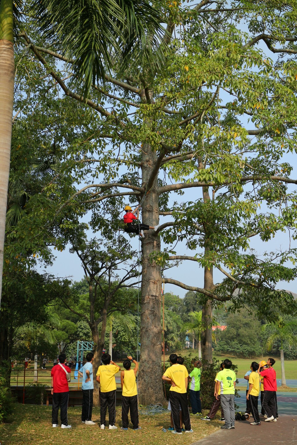 小六學生可參觀攀樹場，訓練膽量。（受訪者提供）