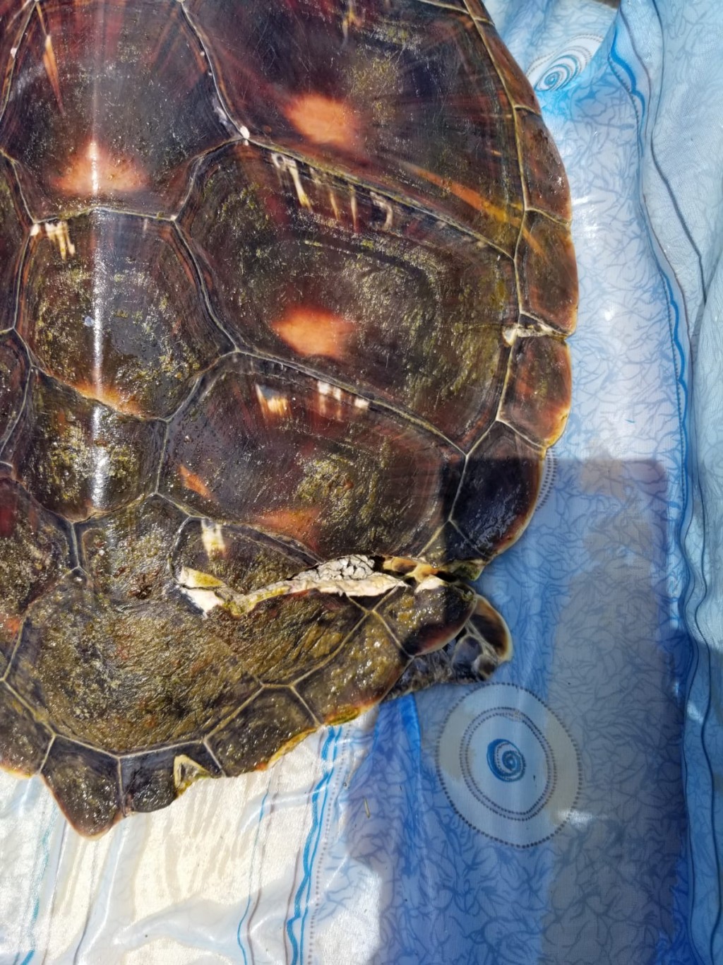 绿海龟Fuji。海洋公园图片