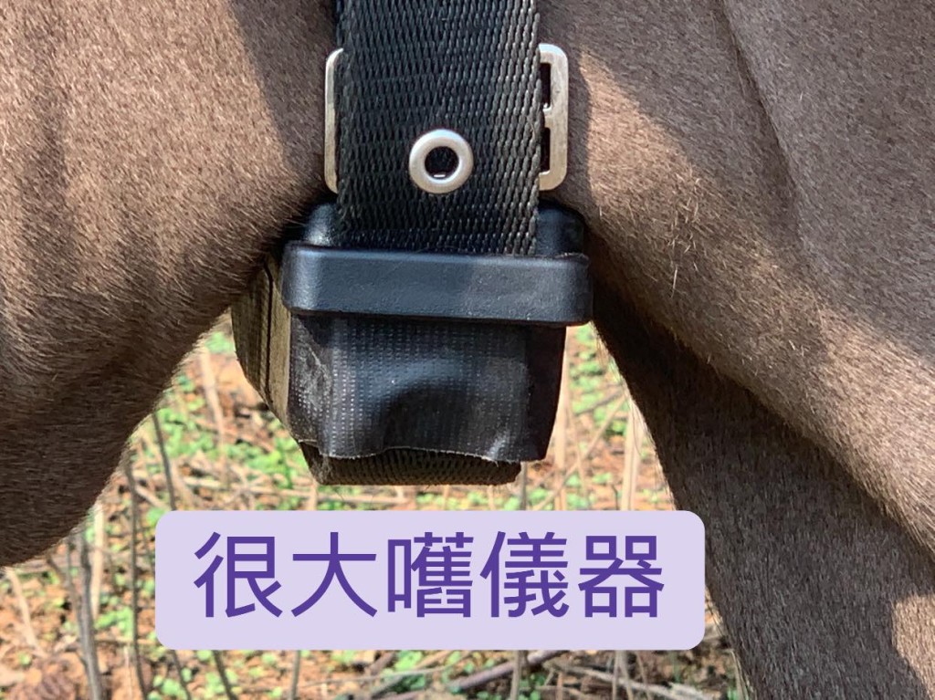 圖片轉載自:facebook西貢十四鄉村牛關注組。