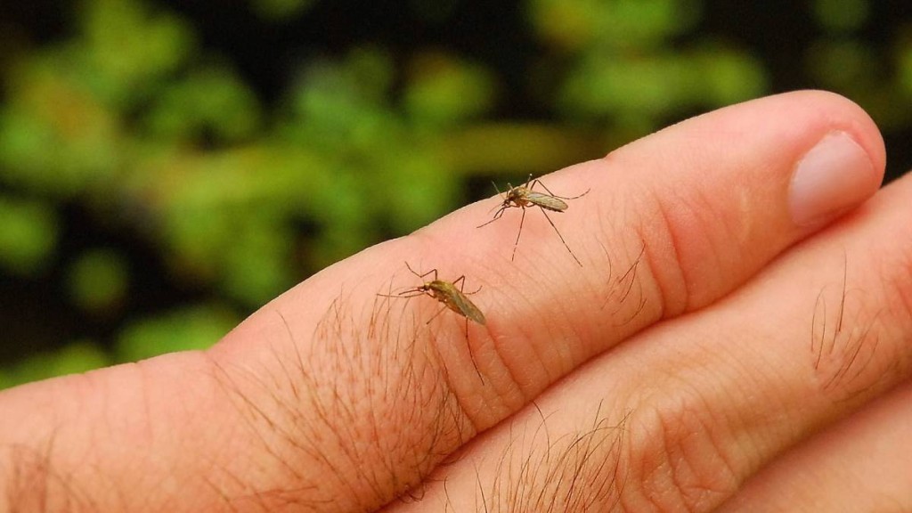 傳播登革熱病毒的伊蚊。新華社資料圖 傳播登革熱病毒的伊蚊。新華社資料圖