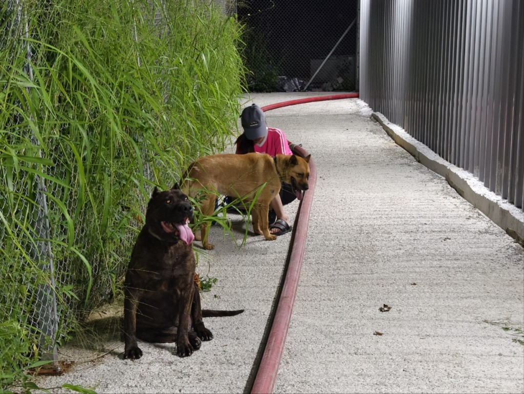 猫狗场内3只狗平安获救。