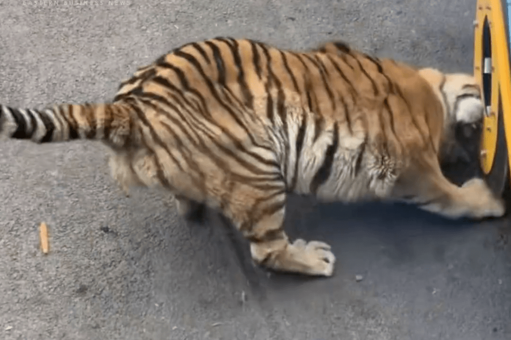 網傳動物園觀光車壓碎老虎下巴。