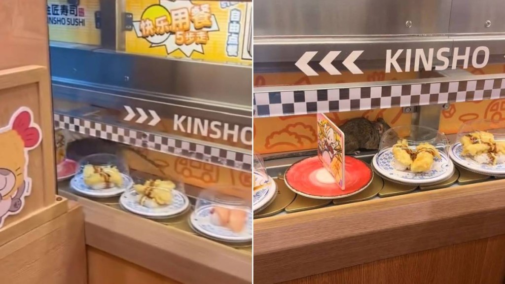 杭州金匠壽司的食物輸送帶驚現巨型老鼠。