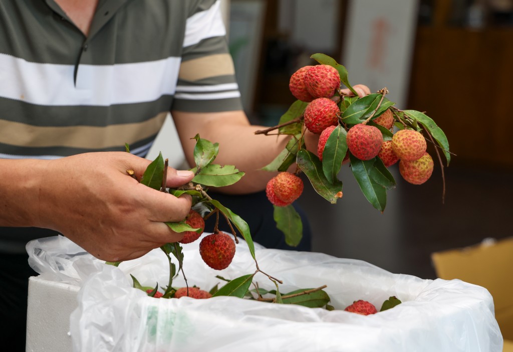 广东果农预告今年荔枝价格或大涨。新华社