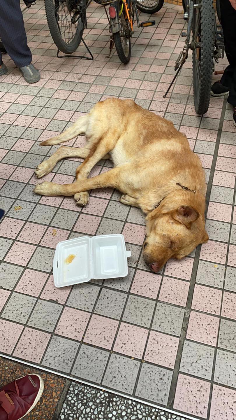 唐狗遇襲後留在原地。專頁「東涌喵 Tung Chung Cat Future」
