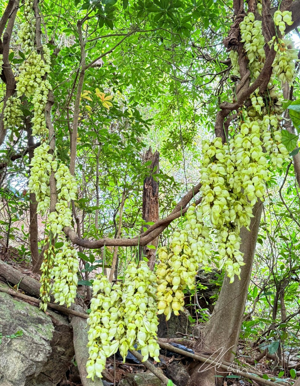 樓主：有啲著皮鞋擒上去，啲沙泥有啲鬆散其實有少少危險。圖片授權Winnie Lam