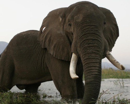 兩名遊客為大象拍照時靠得太近遭踩死。網上圖片