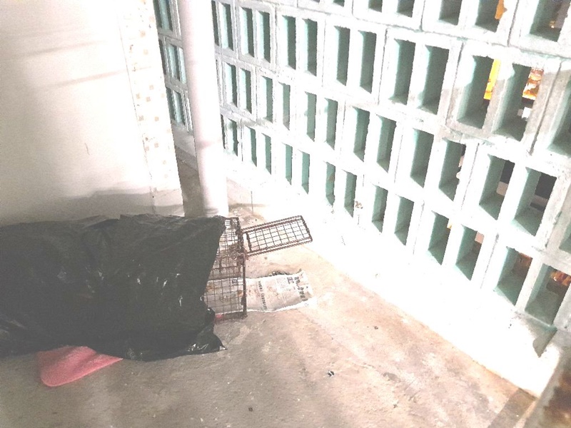 現場設置放有食物的捕籠。圖:愛護動物協會