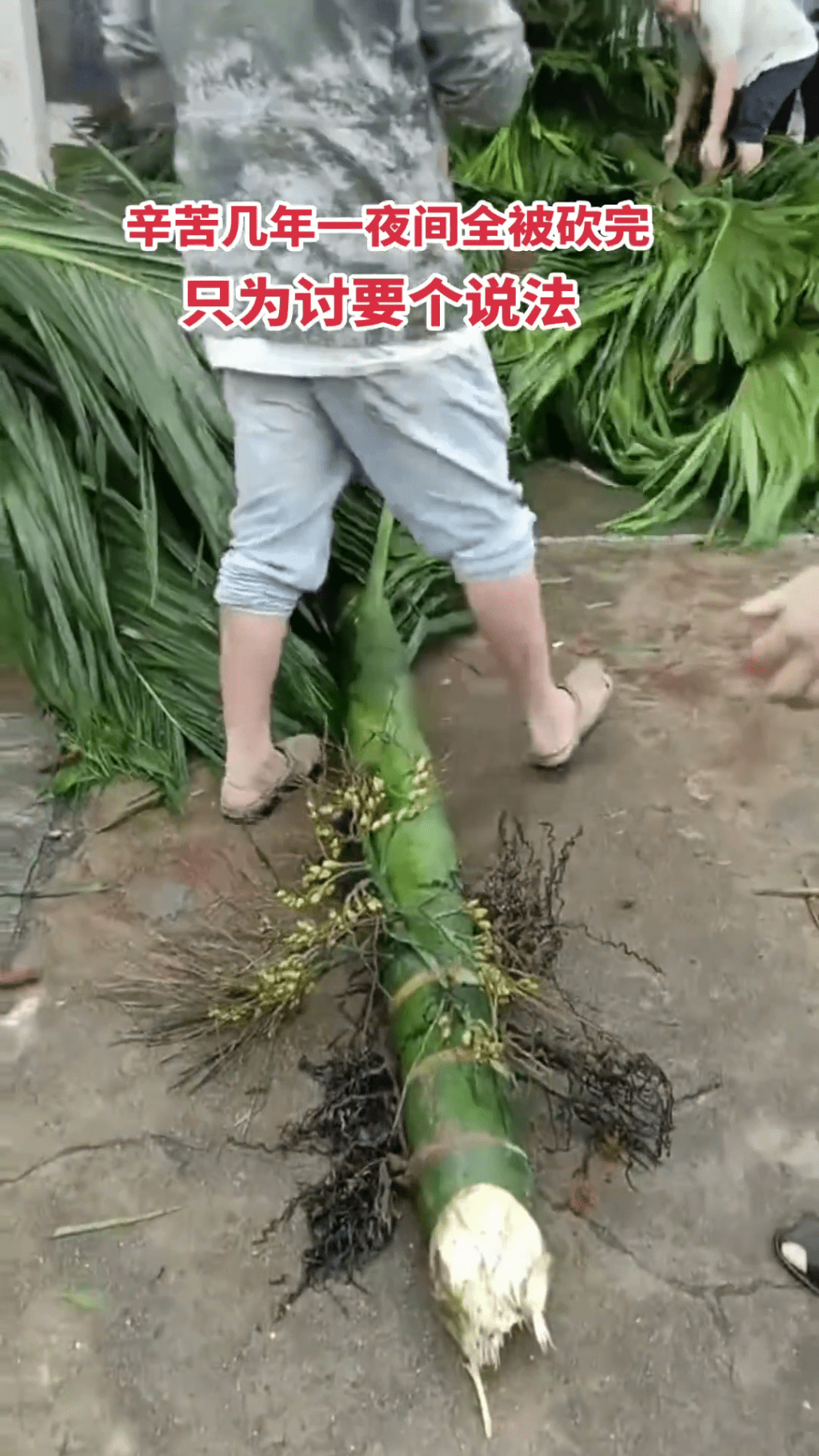 農民把被砍伐的檳榔樹堆到海膠集團公司大樓門口抗議。 農民把被砍伐的檳榔樹堆到海膠集團公司大樓門口抗議。