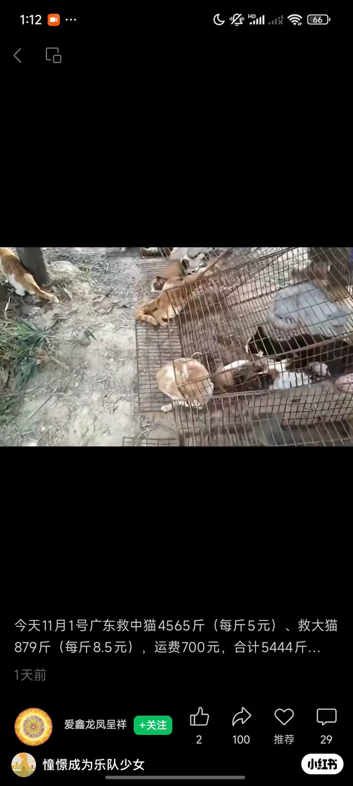 網上流出疑似當日放生貓的影片。小紅書＠愛鑫龍鳳呈祥