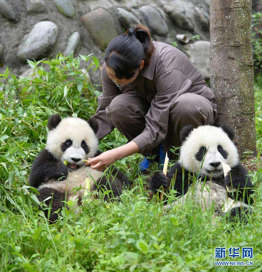 饲养员陪护大熊猫幼崽。新华网