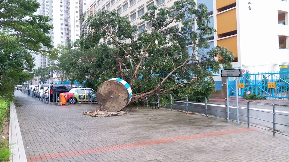 柴灣大榕樹倒塌露鋼筋。網上圖片