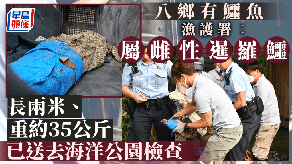 鱷魚已送往海洋公園接受檢查和護理。