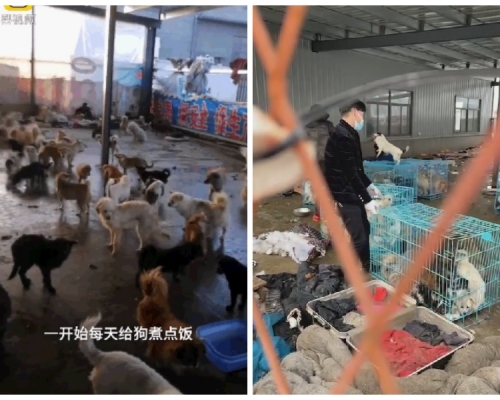 收容所的面積約200平方米大內有數百頭狗。網圖
