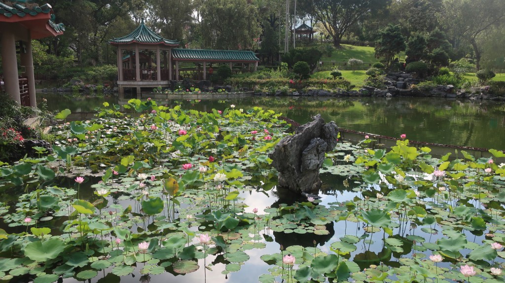 粉嶺康樂公園荷花。「康文賞花情報」截圖 粉嶺康樂公園荷花。「康文賞花情報」截圖