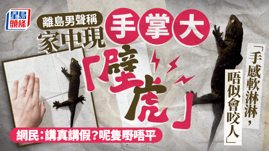 離島男聲稱家中現手掌大「壁虎」：「手感軟淋淋，唔似會咬人」 網民：講真講假？呢隻嘢唔平｜Juicy叮