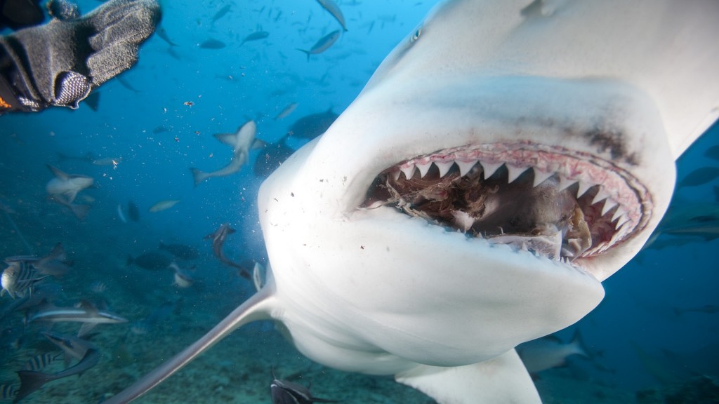 悉尼港是公牛鯊的棲息地。網上圖片