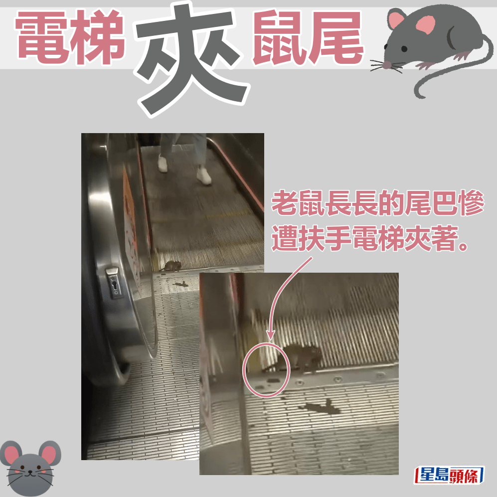 老鼠长长的尾巴惨遭扶手电梯夹著。fb「屯门友」截图