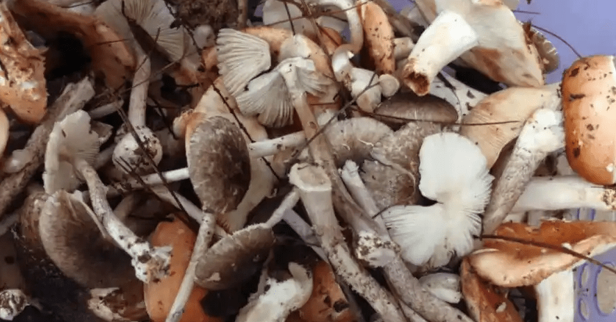 當地一名村幹部指,村裡有吃野生蘑菇的習慣。 當地一名村幹部指,村裡有吃野生蘑菇的習慣。