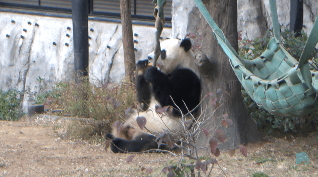 日本最後兩隻大熊貓下月返回中國，引來大批「粉絲」湧動物園道別。上野動物園
