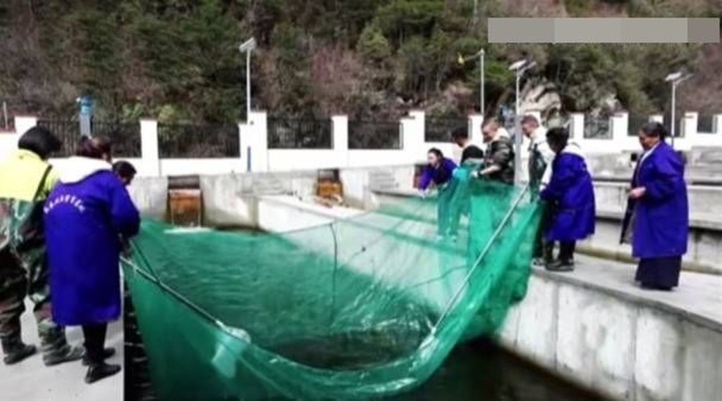 聶遠指導工作人員捉魚。網圖