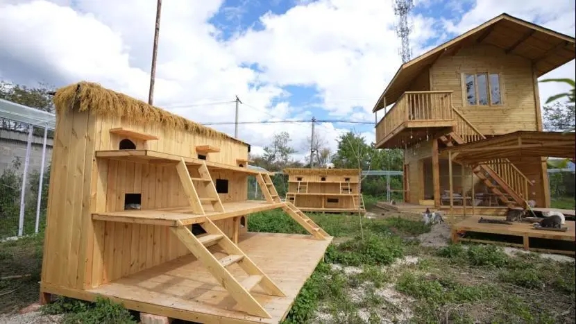 宣宣收養126隻流浪貓的院子。