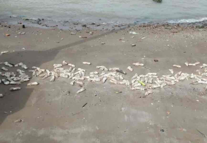沙滩布满大量猪蹄。网图