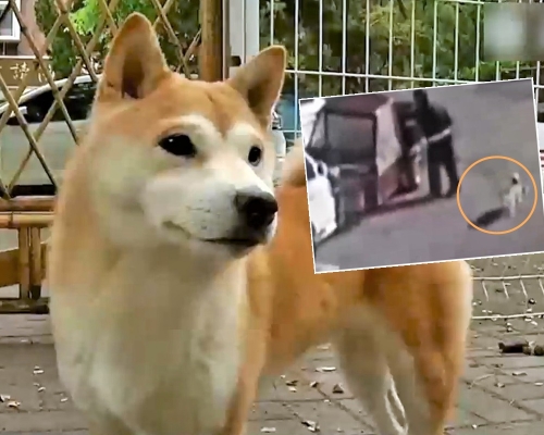 狗主在閉路電視片段中,見到愛犬被老翁帶走。影片截圖