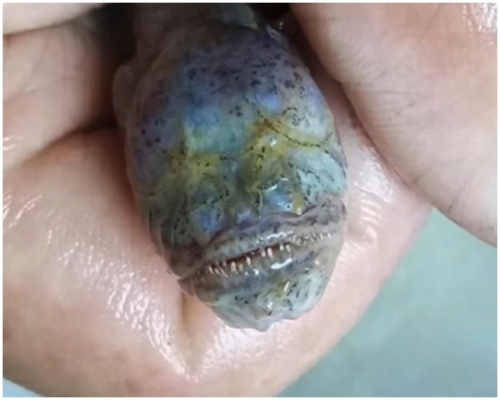 須鰻鰕虎魚。網上圖片