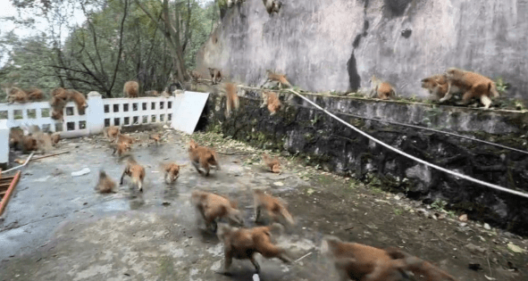 大批猴子往山下跑去。極目新聞