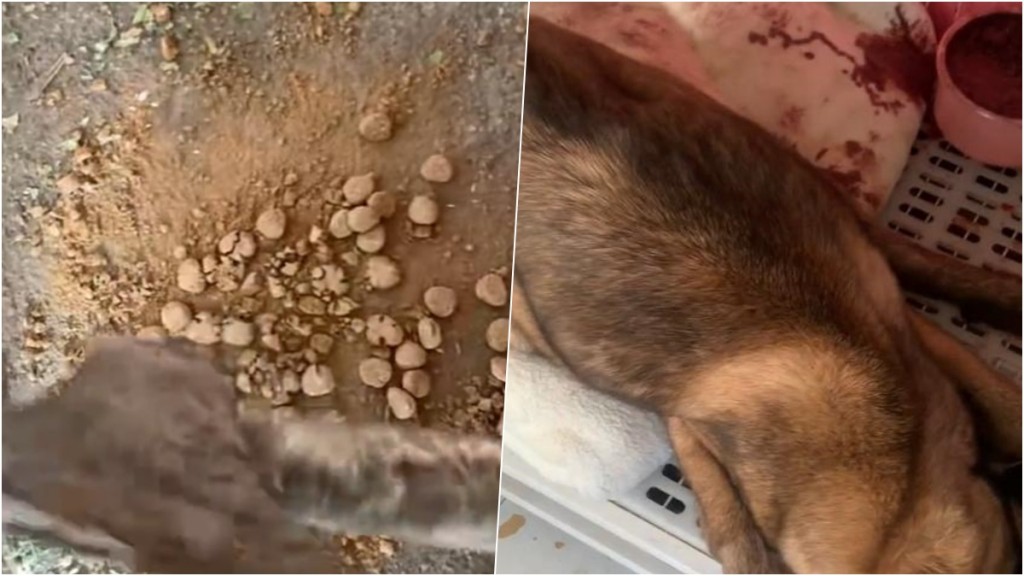狗主網購狗糧含泥土木屑，小狗連食個多月吐血亡。 網圖