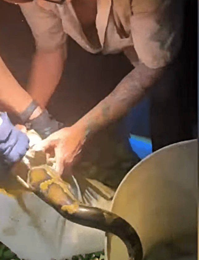 蟒蛇與警員及漁護署獸醫搏鬥過程。fb：新界地區生活連線