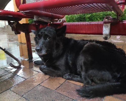 狗狗被綁椅子扶手淋雨。毛孩守護者FB