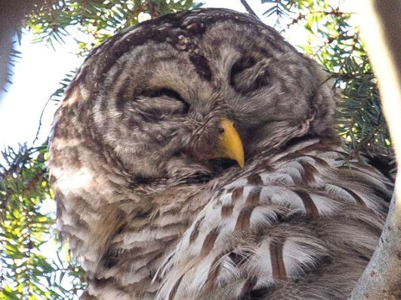 美國紐約中央公園明星貓頭鷹巴里。巴里專屬Twitter