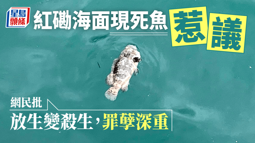 紅磡海面現死魚,引起網民熱議。「香港街市魚類海鮮研究社」FB