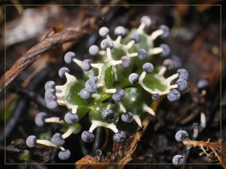 黏菌被内地年轻人视为消压的神奇生物。小红书