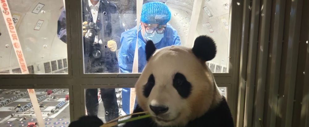 「福宝」已运往中国大熊猫保护研究中心卧龙神树坪基地。