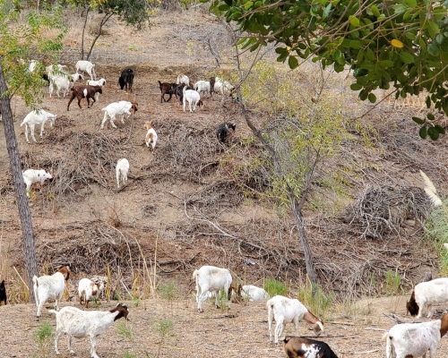 洛杉矶郊外的格伦代尔派遣山羊到山上，把干燥的植被食掉。网上图片