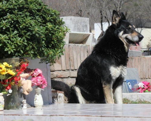 阿根廷忠犬10年来每晚6时便会坐在墓前。