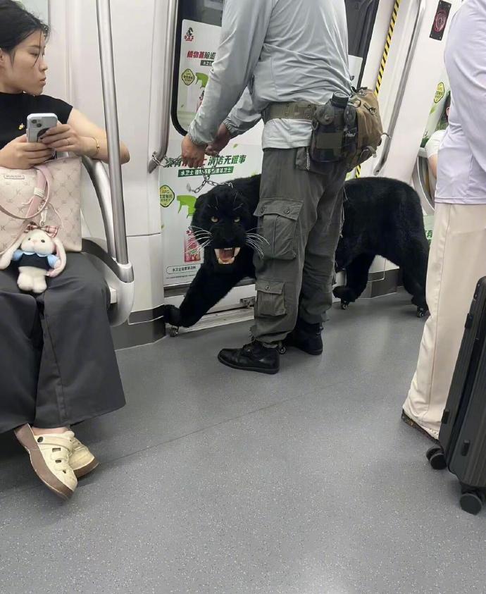 济南地铁惊现“黑豹”行李喼入地铁，有人称几近以假乱真。