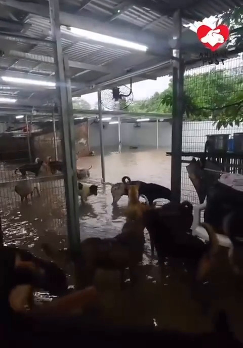 《香港動物報》也上載場內另一角度的短片。《香港動物報》＠Threads截圖