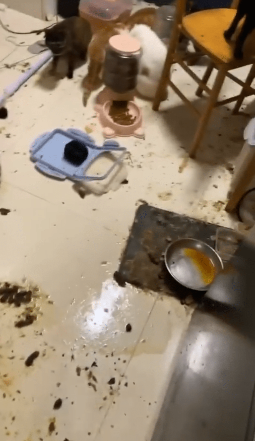 猫粮及粪便混杂在地上。香港拯救猫狗协会片段截图