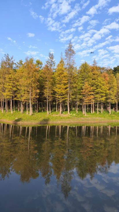 落羽杉乃南方紅葉的獨特自然美景，最佳欣賞期由12月至1月，隨着氣溫進一步下降，由原本的綠葉開始出現變為黃色。（圖片來源：小紅書@有隻可愛小狗）